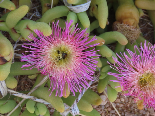 Opophytum ampliatum L. Bolus 3