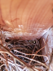 Troglodytes aedon parkmanii