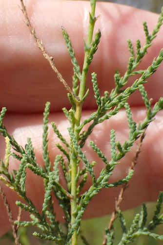 Image of Tamarix gallica by no rights reserved
