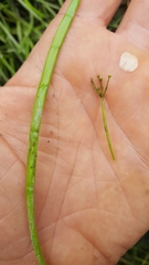 Lilaeopsis occidentalis