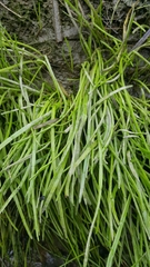 Lilaeopsis occidentalis