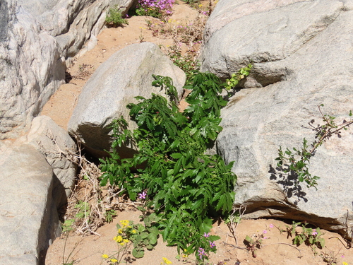 Image of Crown Honeyflower by no rights reserved