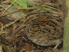 Coenocorypha pusilla