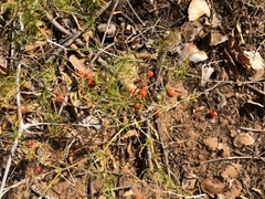 Asparagus exuvialis