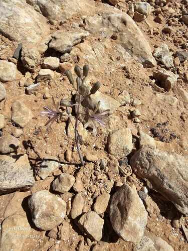 Drimia purpurascens