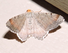Macaria transitaria