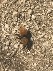 Dasymutilla californica