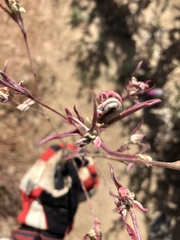 Clarkia unguiculata