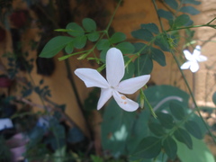 Jasminum officinale