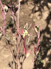 Clarkia unguiculata