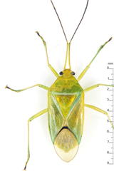 Urostylididae