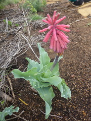 Veltheimia capensis