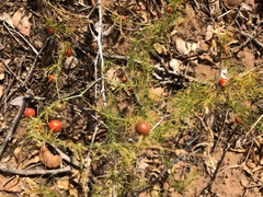 Asparagus exuvialis