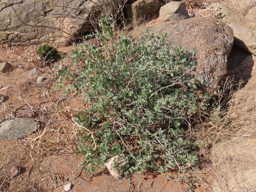 Image of Roepera leptopetala by no rights reserved