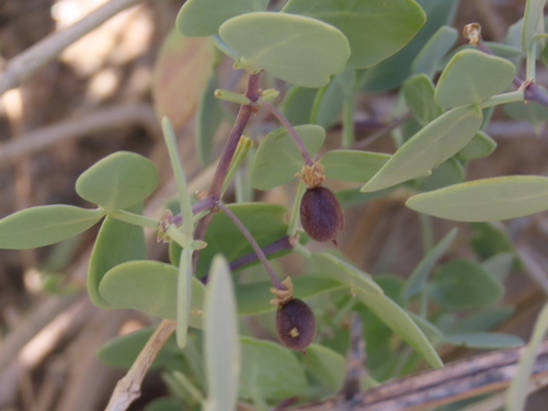 Image of Scaly Twinleaf (Roepera leptopetala) by no rights reserved