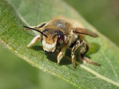 Megachile maritima