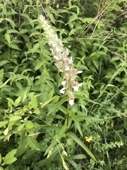 Digitalis lanata