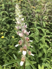 Digitalis lanata