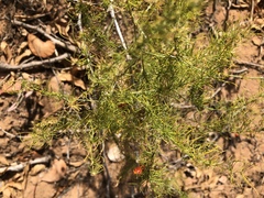 Asparagus exuvialis