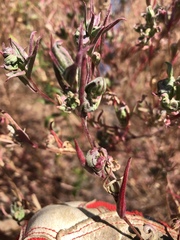 Clarkia unguiculata