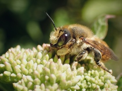 Megachile maritima