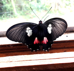 Parides anchises