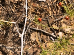 Asparagus exuvialis