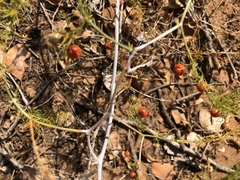 Asparagus exuvialis