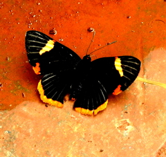 Riodina lycisca