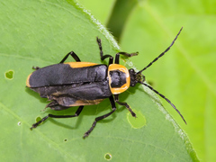Chauliognathus distinguendus