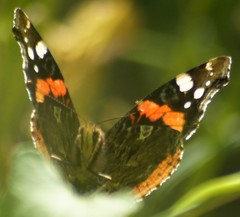 Vanessa atalanta
