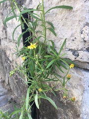 Senecio