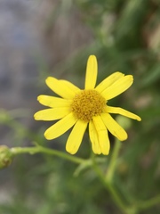 Senecio
