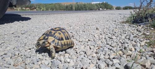 Greek Tortoise