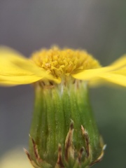 Senecio