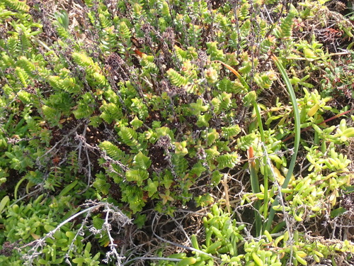 Crassula ericoides