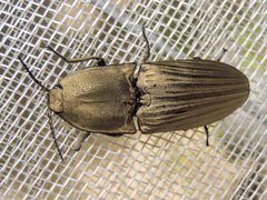 Chalcolepidius silbermanni