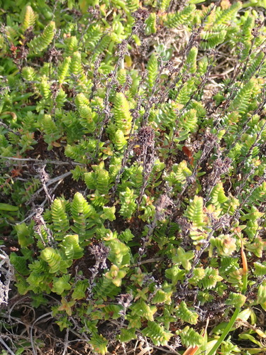 Crassula ericoides