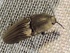 Chalcolepidius silbermanni