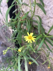 Senecio