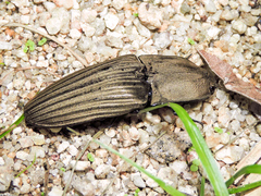 Chalcolepidius silbermanni