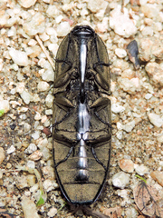 Chalcolepidius silbermanni