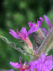 Lythrum salicaria