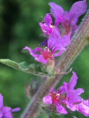 Lythrum salicaria