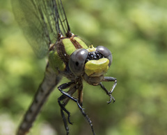 Ophiogomphus bison