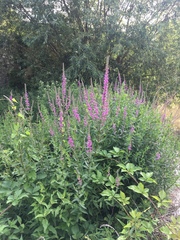 Lythrum salicaria