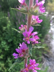 Lythrum salicaria
