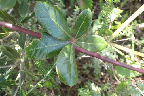 Image of Rhoicissus digitata by (c) Nicola van Berkel, some rights reserved (CC BY-SA)