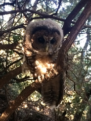 Strix occidentalis caurina