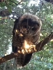 Strix occidentalis caurina